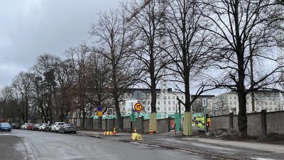 Katupuita kasvaa kadun varressa.